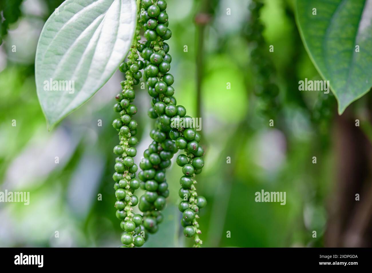 Fresh peppercorn in the garden Stock Photo