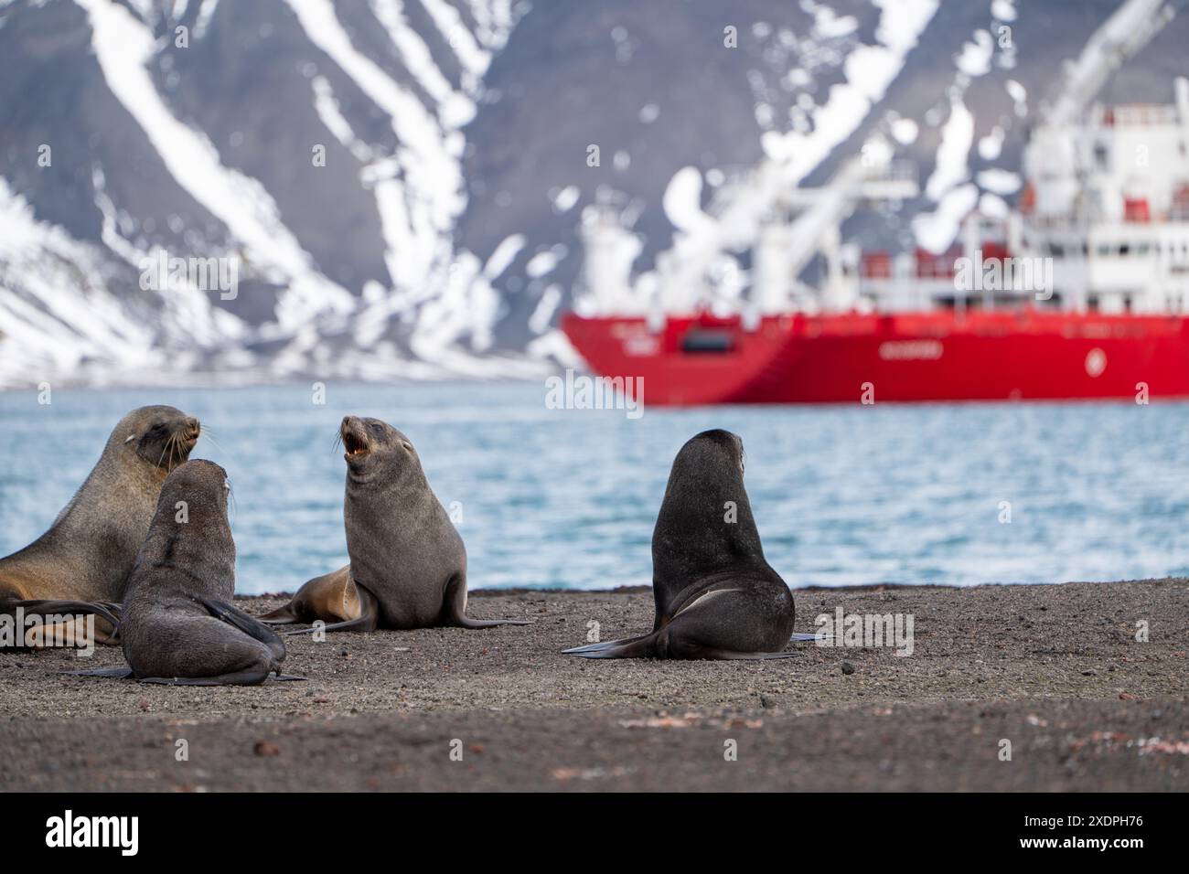 Antarctic fur seal on Deception Island Stock Photo