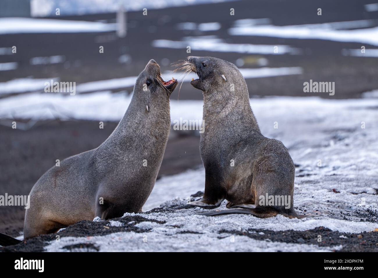 Antarctic fur seal on Deception Island Stock Photo