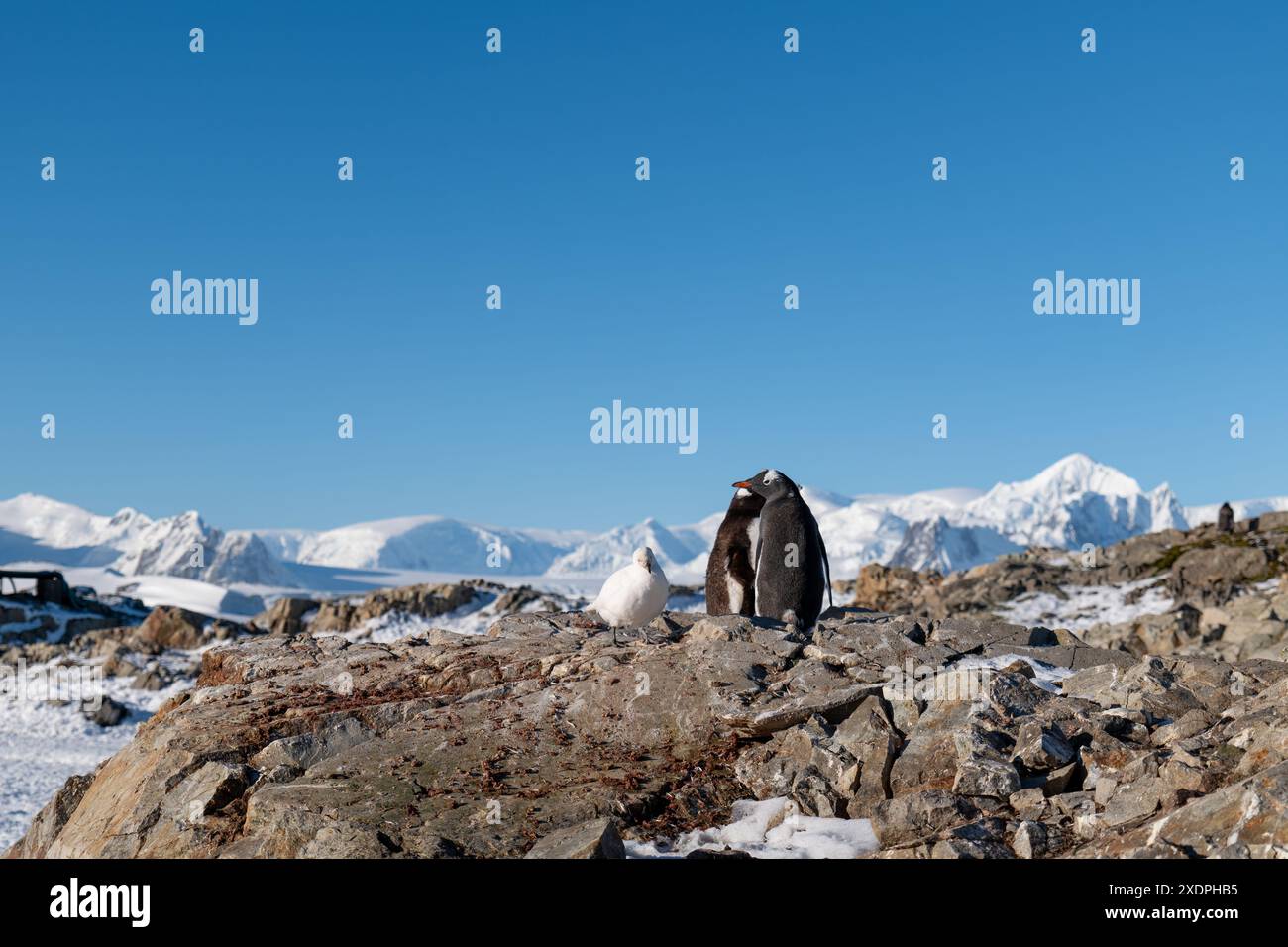 Gentoo pengins in Antarctica. Wildlife Stock Photo