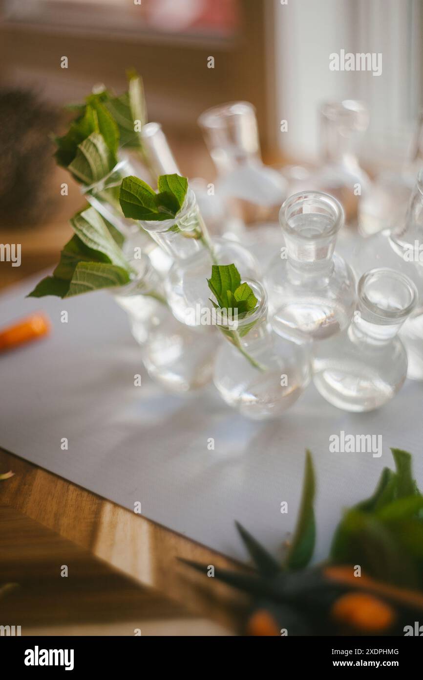 Clipping and Propogating Hydrangea Shrubs Stock Photo
