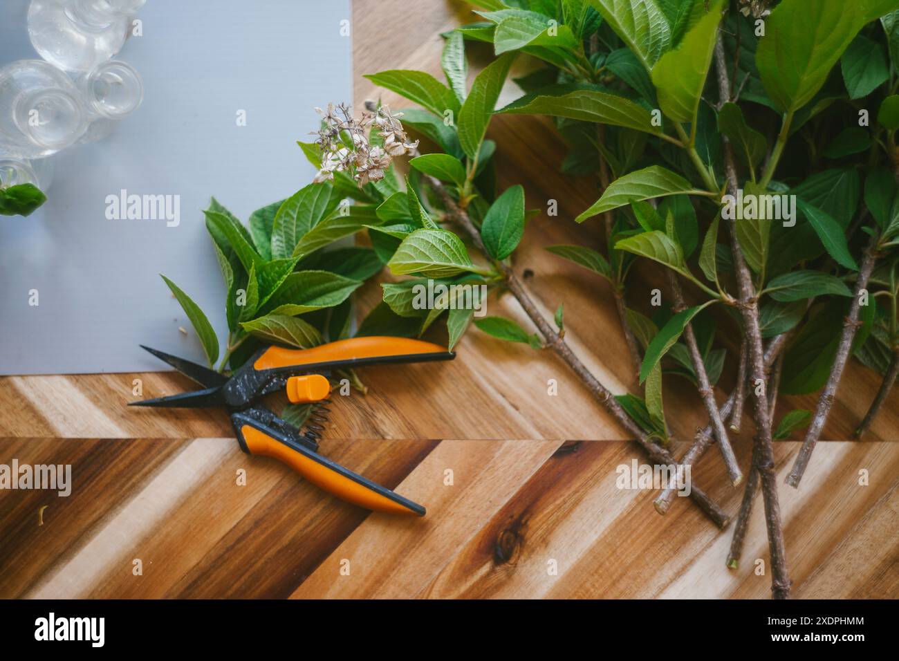 Clipping and Propogating Hydrangea Shrubs Stock Photo
