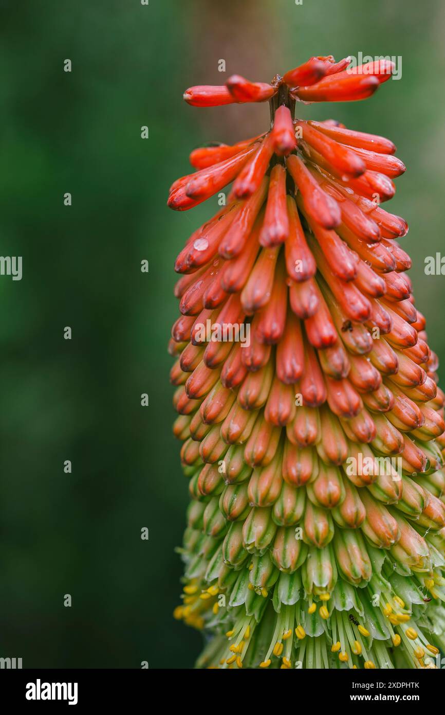 Detailed flower image hi-res stock photography and images - Alamy