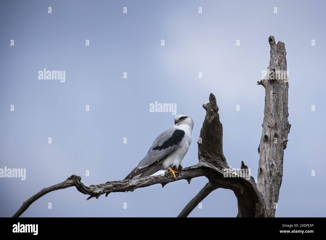 Black Shouldered kite bird perched on a dead tree branch with blue sky Stock Photo