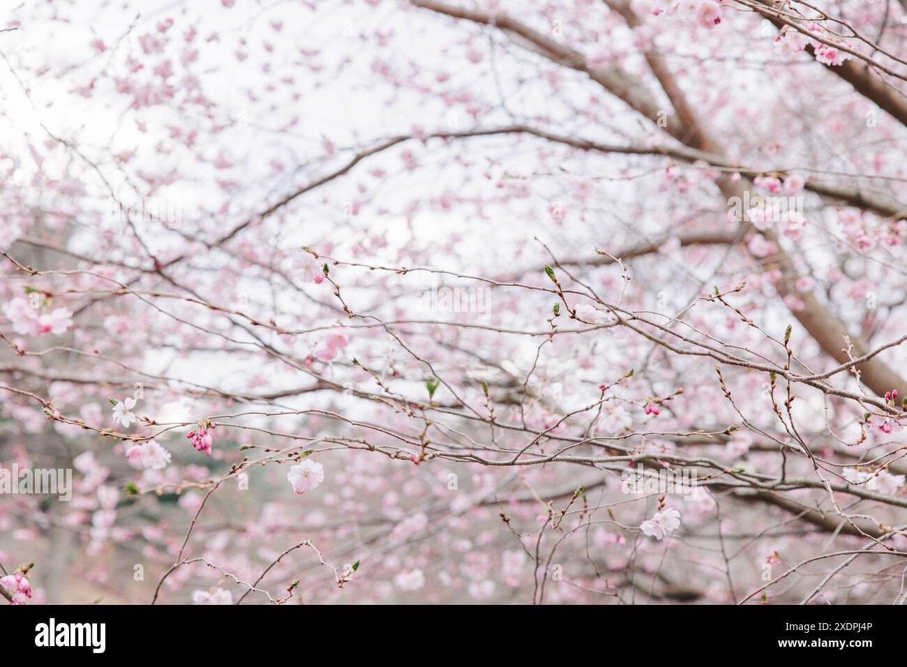 Cherry blossom branches with pink flowers and buds in early spring ...