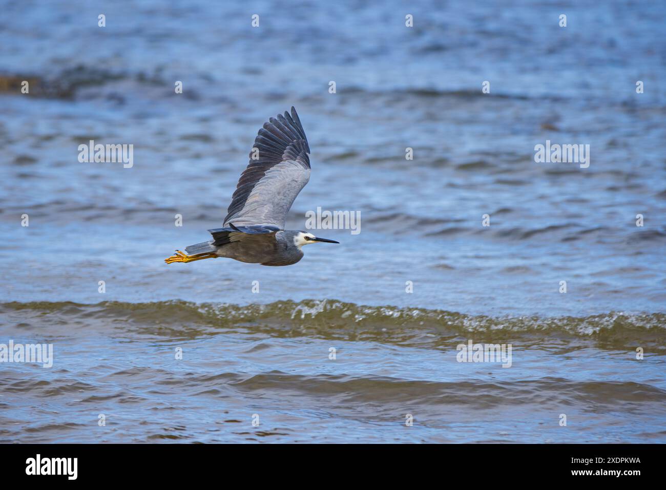 A white faced heron flying low over the water with wings outstretched Stock Photo