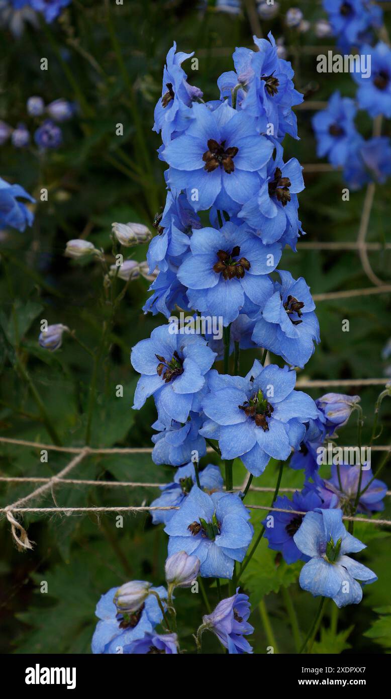 Closeup of the blue flowers of the herbaceous perennial summer ...