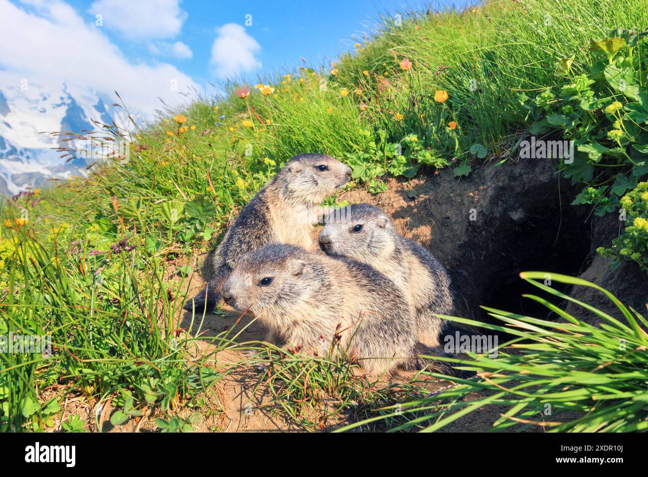 geography / travel zoology, young Alpine marmots (Marmota marmota), NO-EXCLUSIVE-USE FOR FOLDING-CARD-GREETING-CARD-POSTCARD-USE Stock Photo