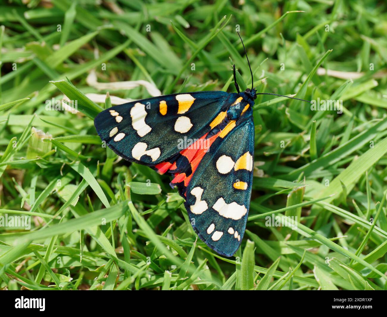 Moth In English Scarlet Tiger Moth (Callimorpha dominula) resting on a lawn in an ...
