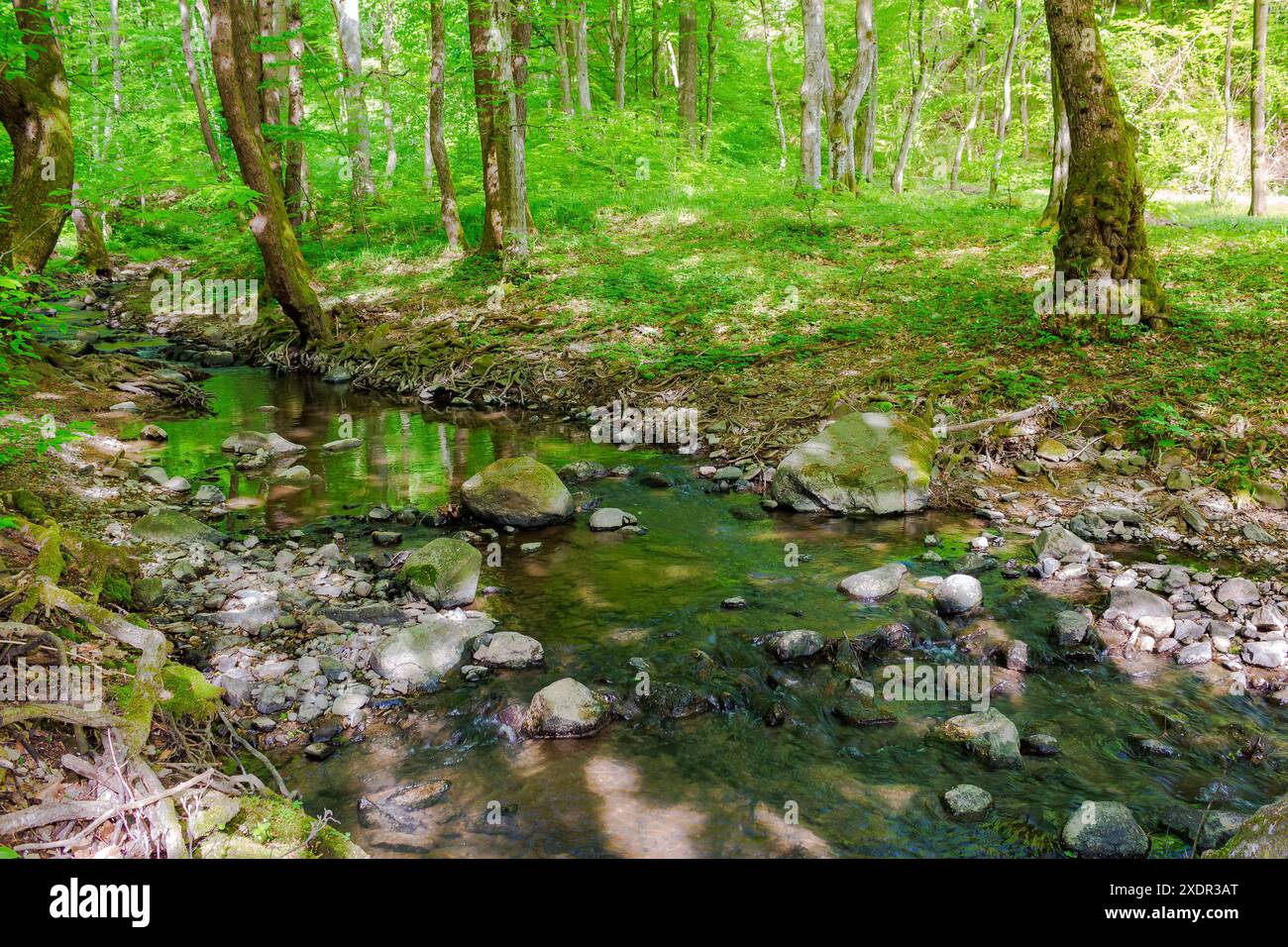 rapid water stream winding through the beech forest. landscape with mossy boulders and trees on the shore of a river. spring scenery in carpathian mou Stock Photo