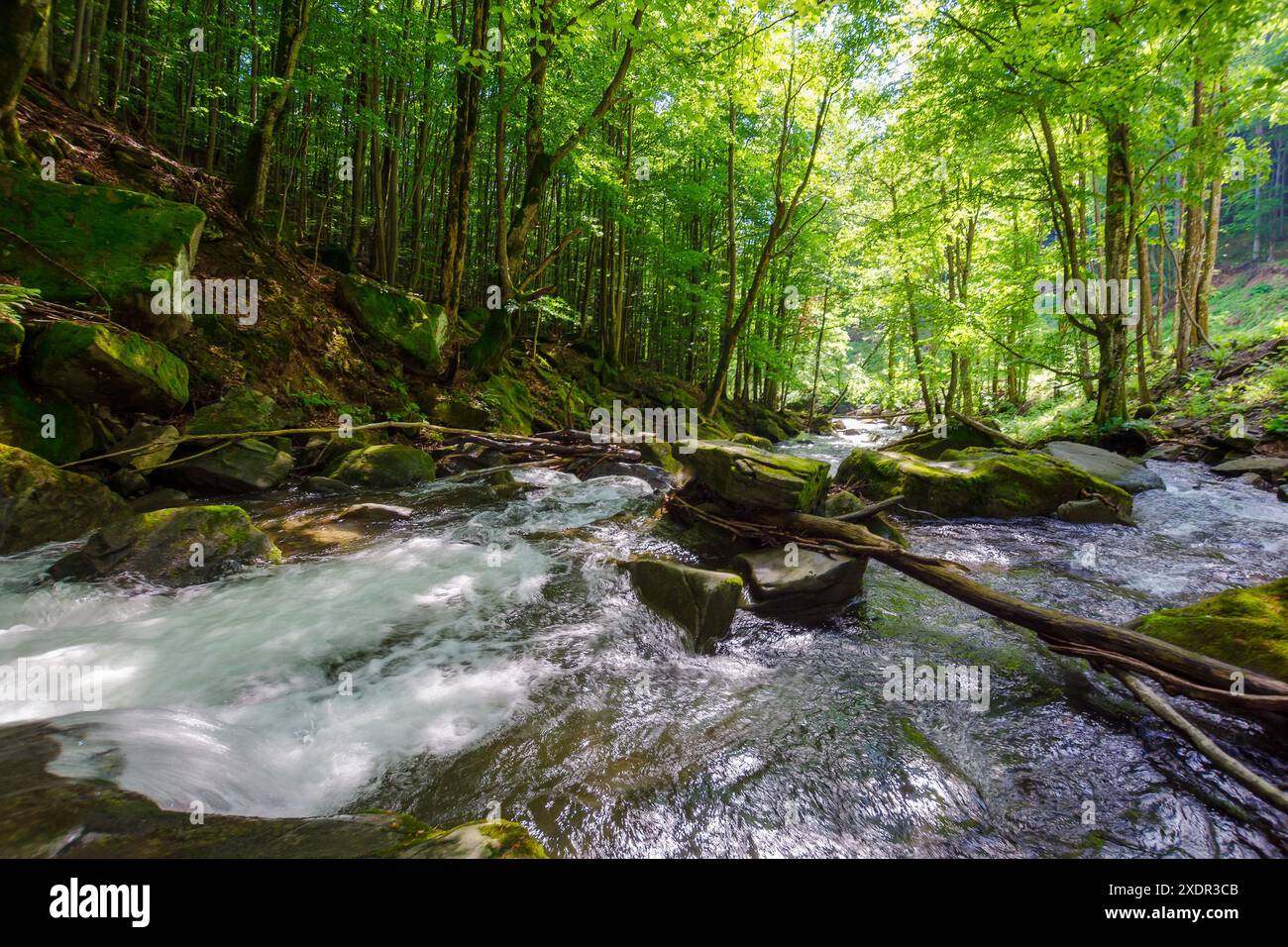 rapid water stream winding through the beech forest. landscape with mossy boulders and trees on the shore of a river. spring scenery in carpathian mou Stock Photo