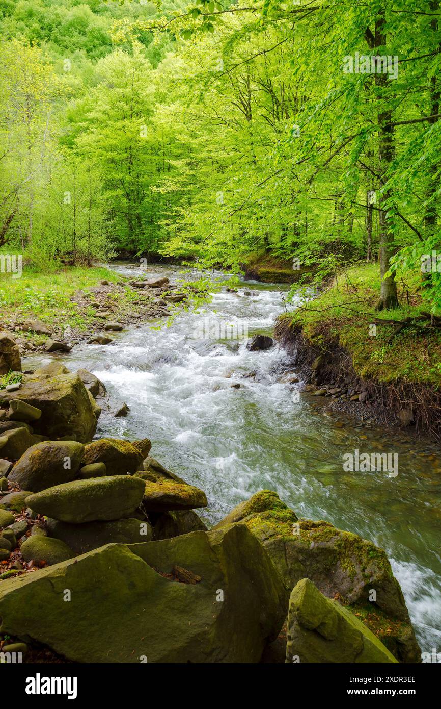rapid water stream winding through the beech forest. landscape with mossy boulders and trees on the shore of a river. spring scenery in carpathian mou Stock Photo