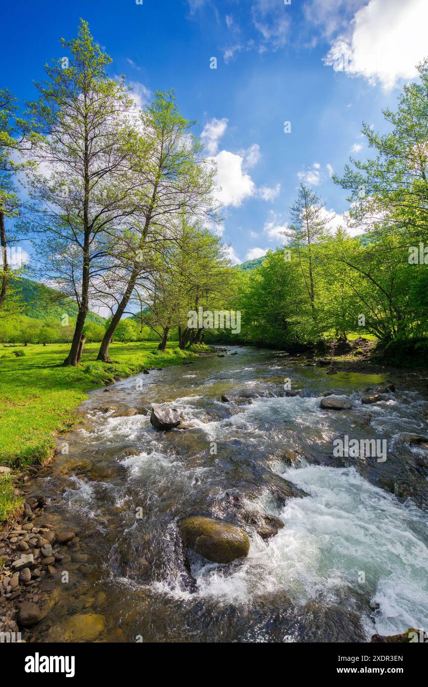 rapid water stream winding through the beech forest. landscape with mossy boulders and trees on the shore of a river. spring scenery in carpathian mou Stock Photo