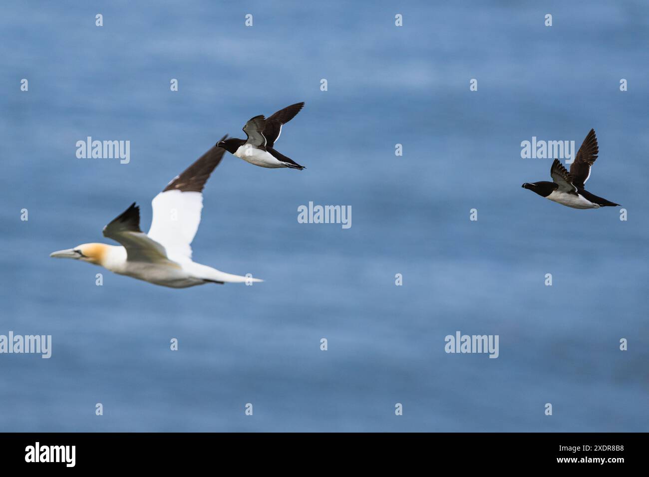Razorbill, Alca Torda, birds in flight over sea, Bempton Cliffs, North ...