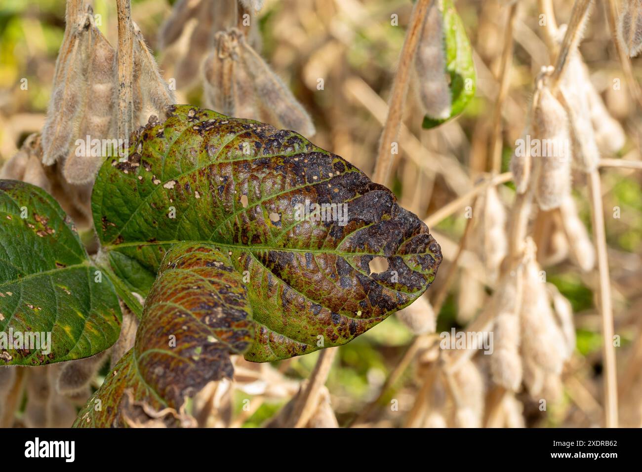 Brown and black spots on soybean plant leaf. Agriculture foliar disease, crop damage and farming pest control concept. Stock Photo