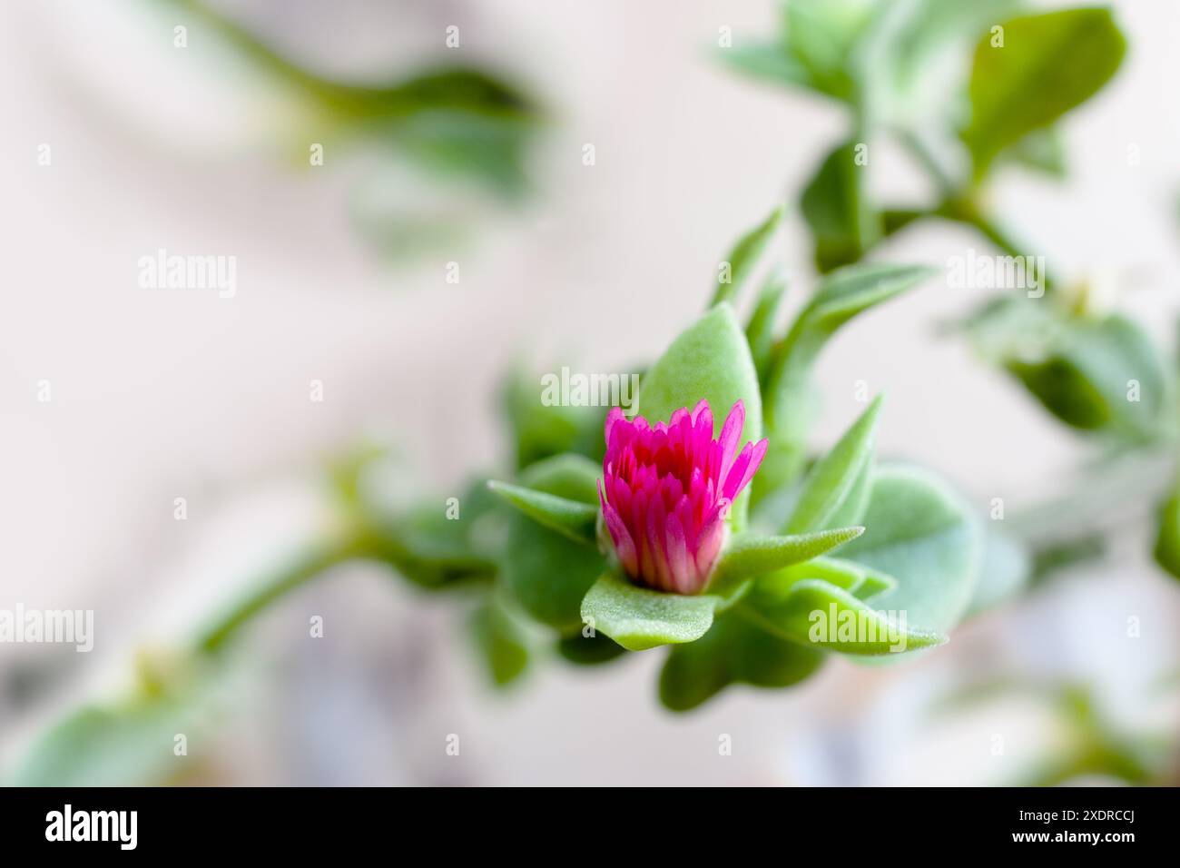 Apentia Cordifolia Soleil Rose Mesembryanthemaceae - 4 Boutures Racinées