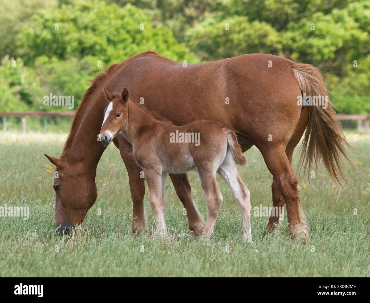 A Rare Breed Suffolk Punch Mare and her Foal Stock Photo - Alamy