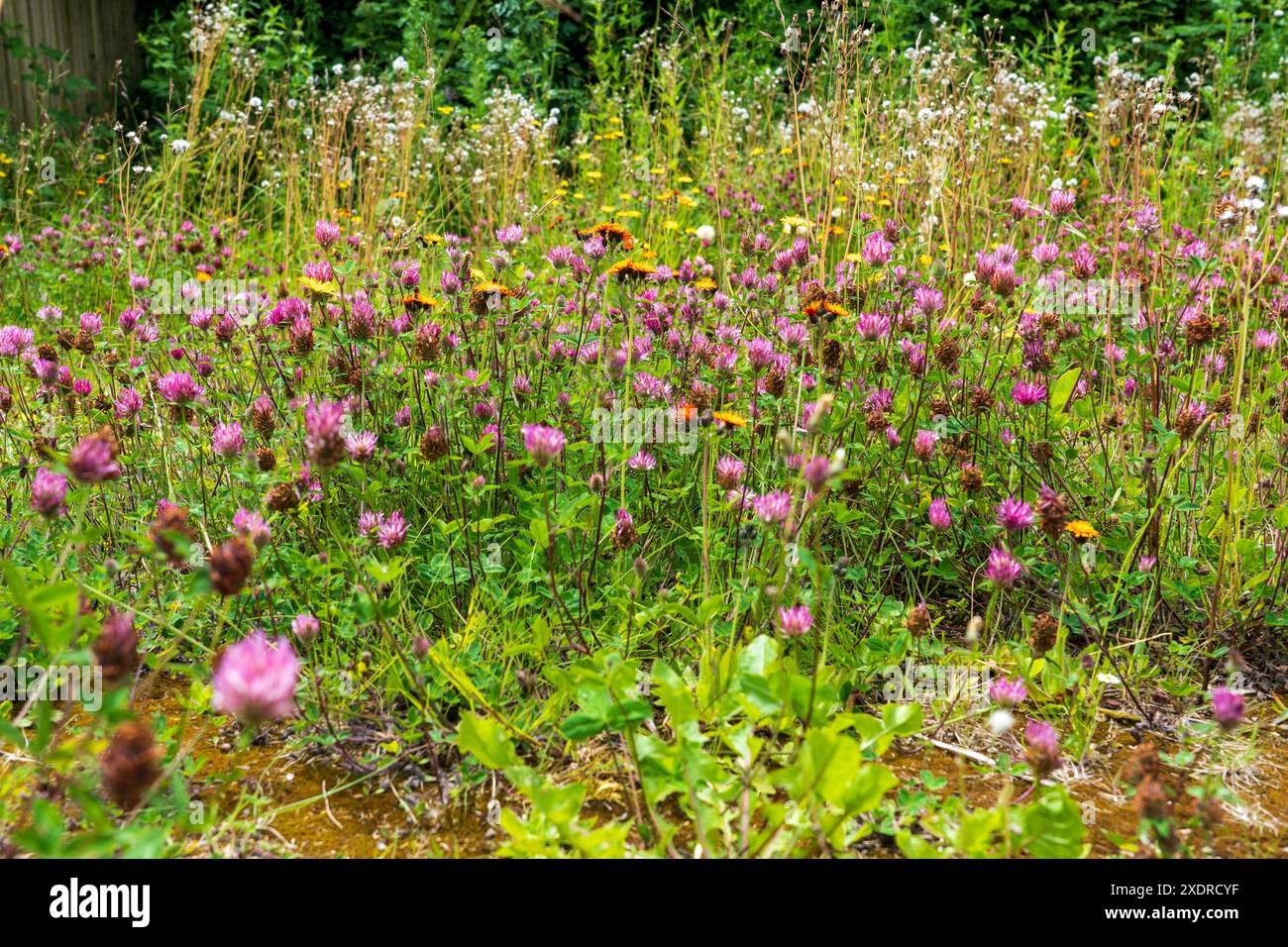 Wild flowers and weeds thriving on an unused plot, SouthWales Stock Photo