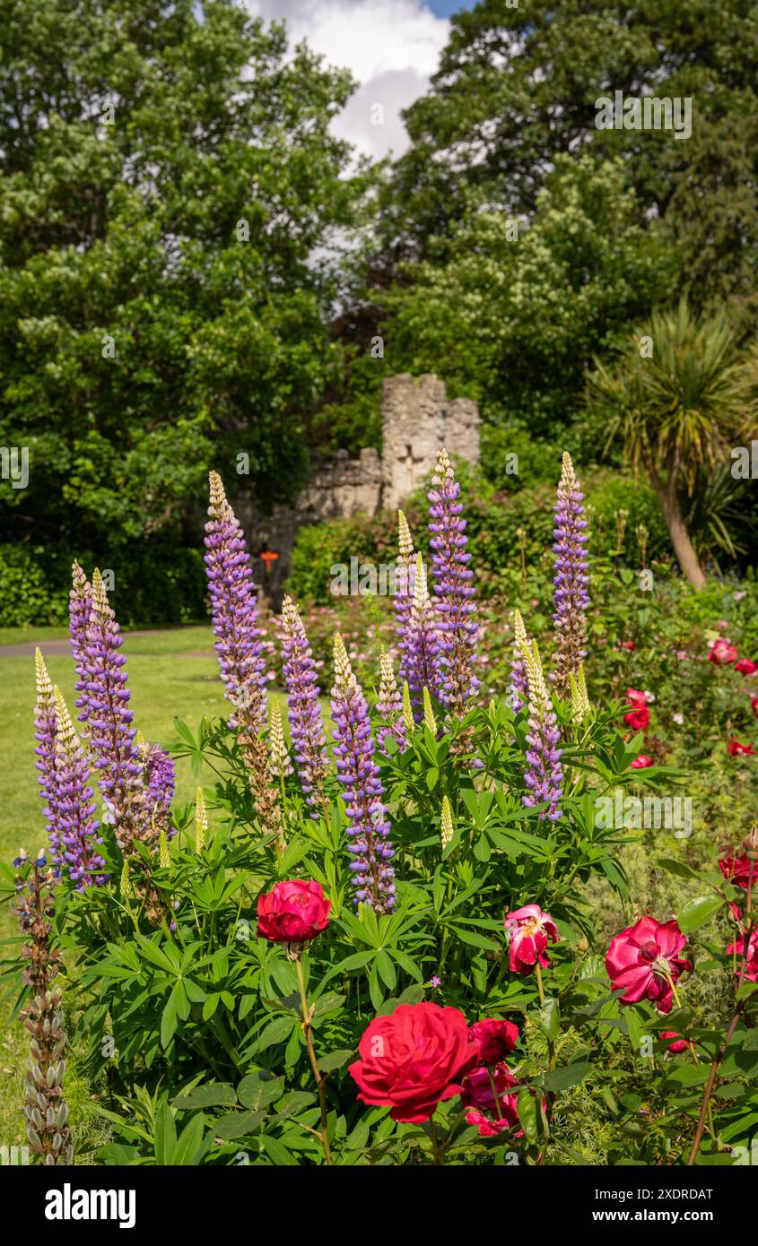 Castle Grounds, a public park in Reigate, Surrey, UK. While the castle no longer exists, the pretty gardens are a pleasant place to walk. Stock Photo