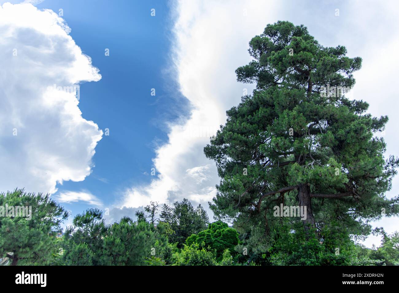 A tall pine tree standing tall against a bright blue sky with large ...