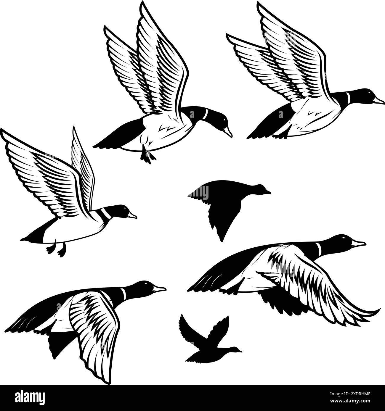 Set of flying wild ducks. Duck hunting. mallard duck flying. Vector
