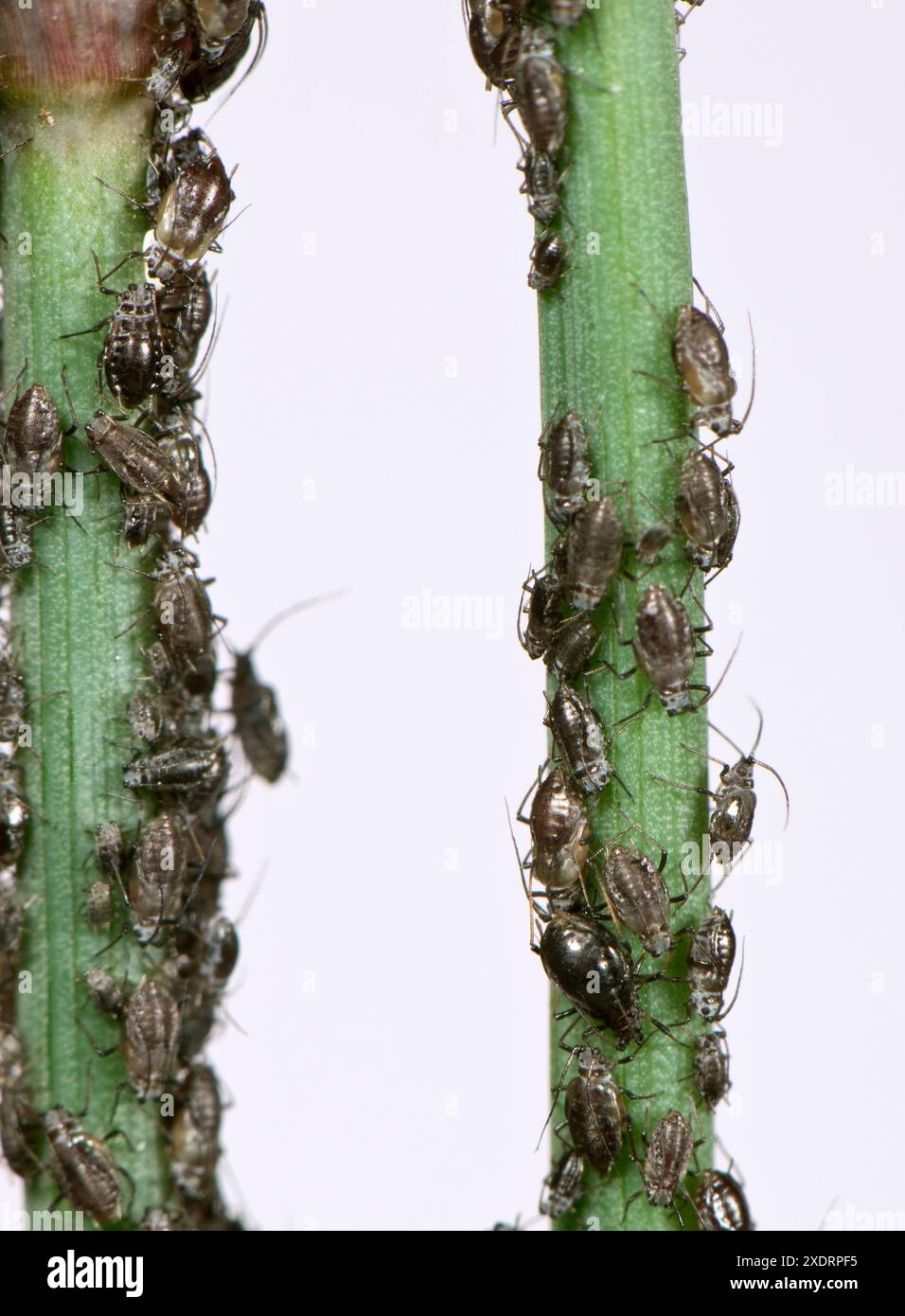 Onion aphids (Neotoxoptera formosana) colony pests on the stems and ...