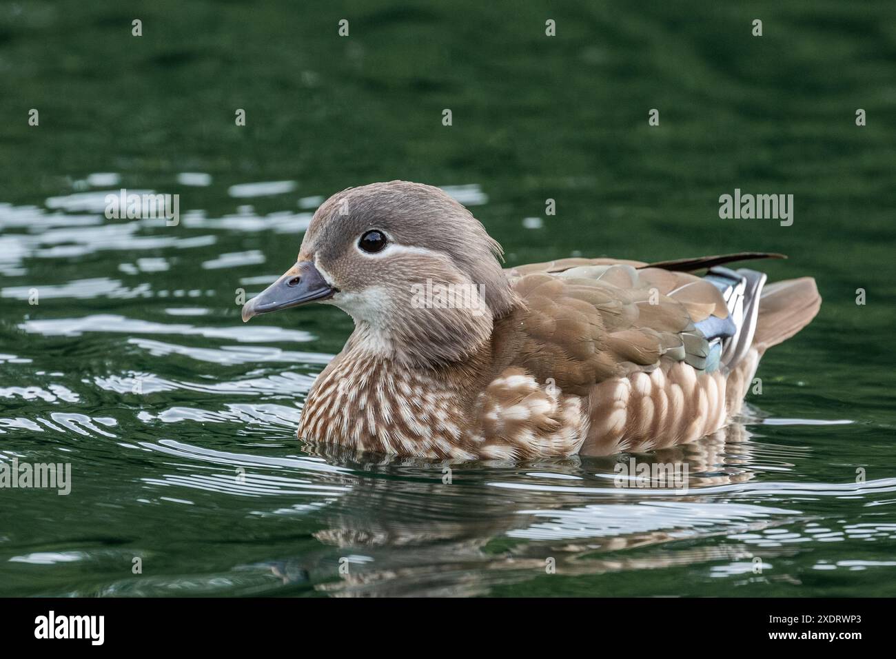 A single female Mandarin Duck (Aix galericulata) on a lake in West