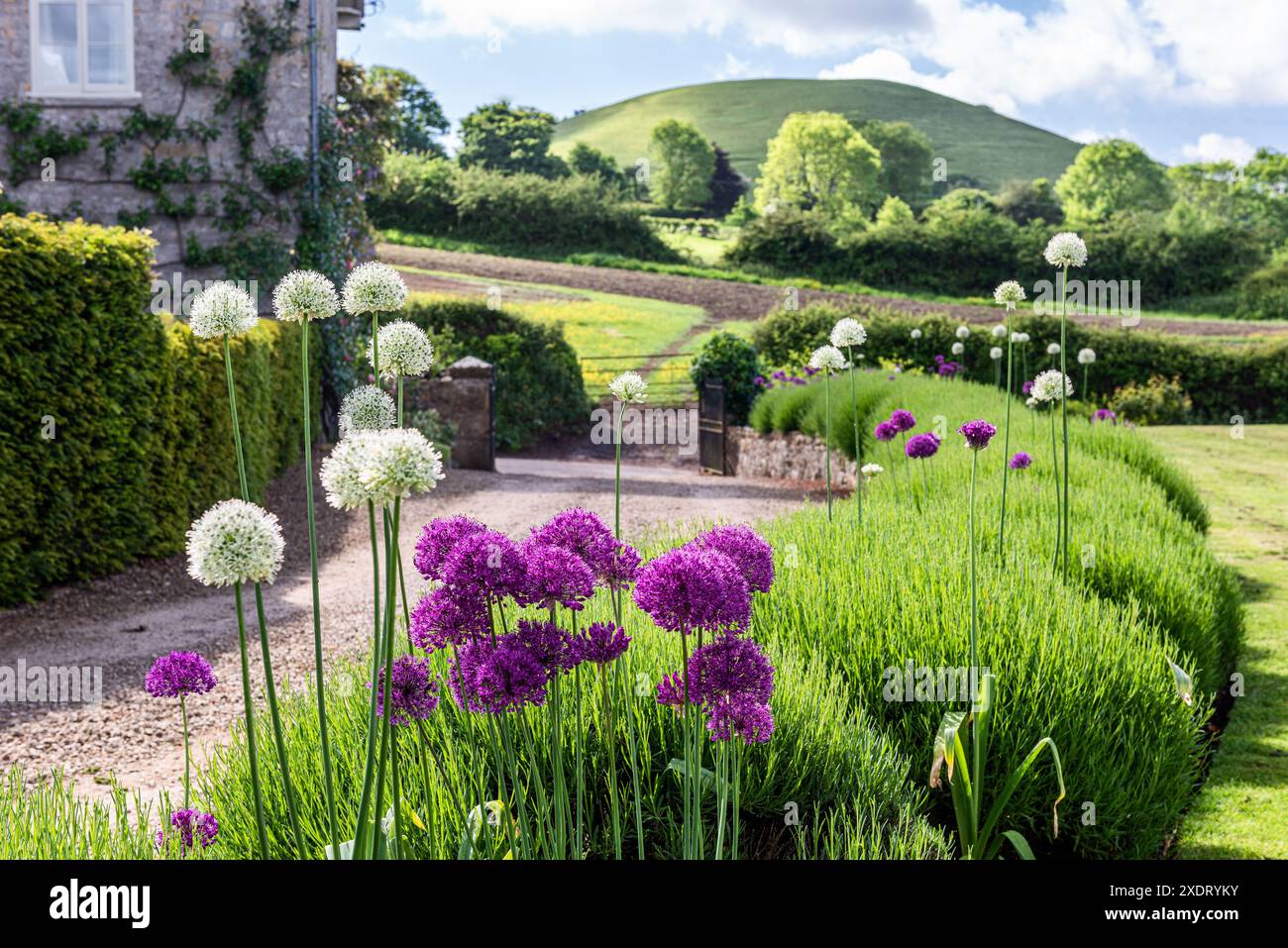 Flowering Allium in picturesque garden of Somerset rectory dating from 17th century, with view of countryside in South West England, UK Stock Photo
