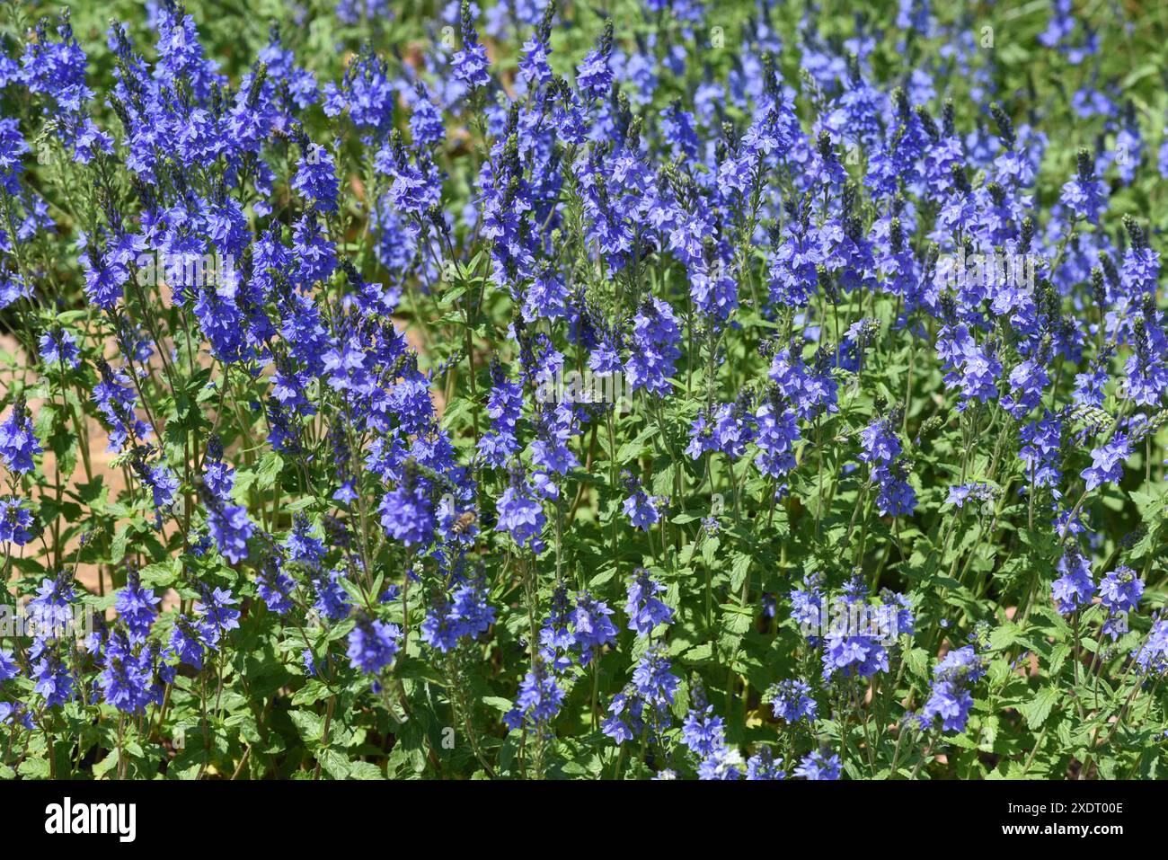 Ehrenpreis, Veronica longifolia ist eine wunderschoene