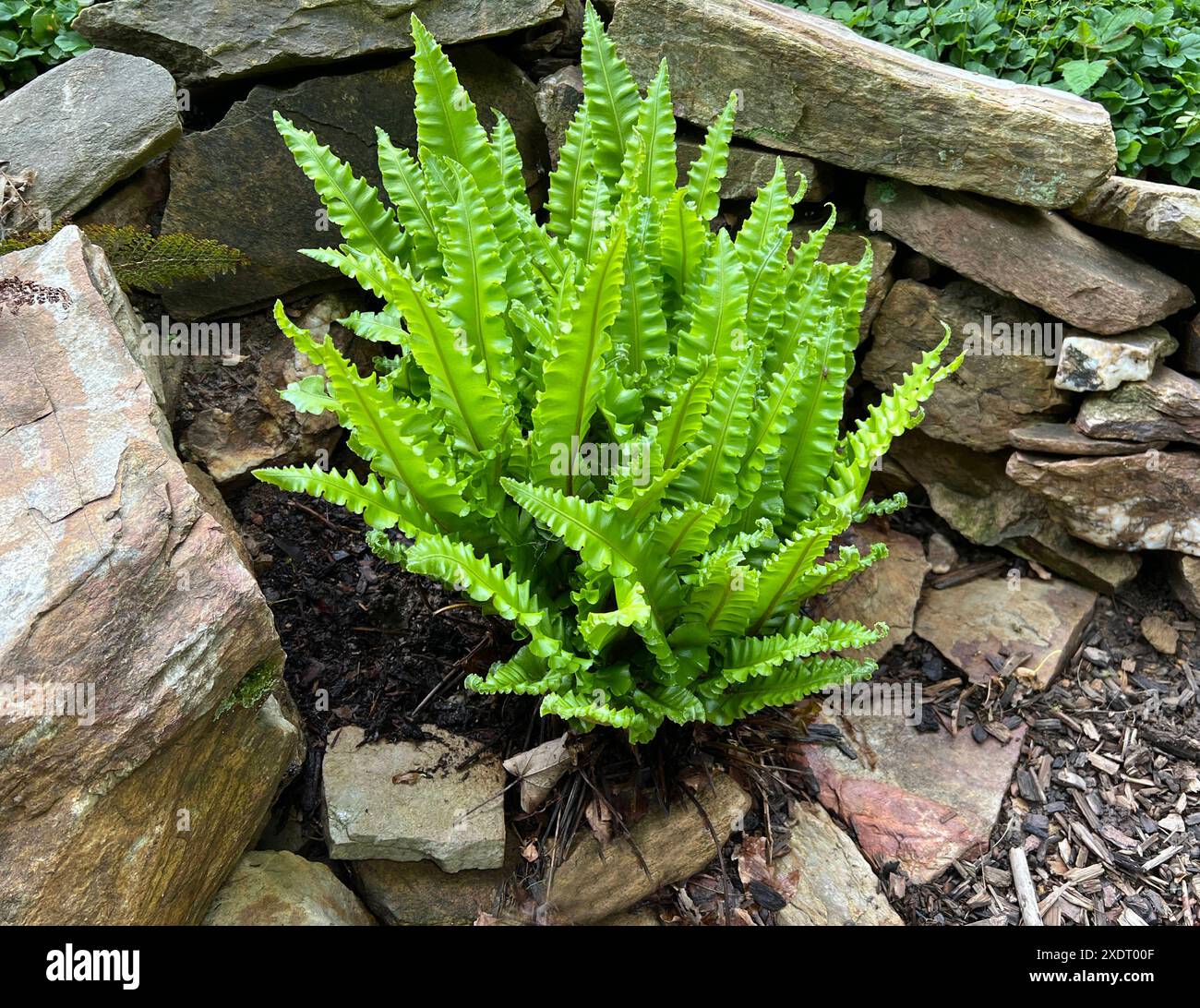 Hirschzungenfarn oder auch Hirschzunge genannt, Phillystis scolopendrium,  ist ein Farngewaechs mit schoenen glatten Blattwedeln. Deer s tongue fern,  a Stock Photo - Alamy