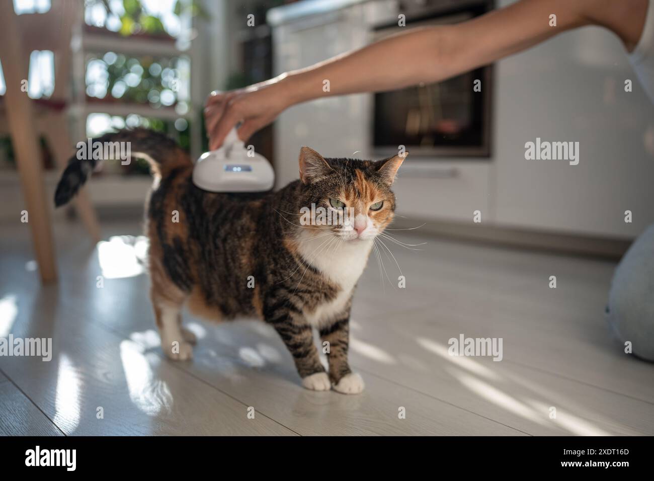 Pet owner using electric spray massage comb for cat, steam brush to