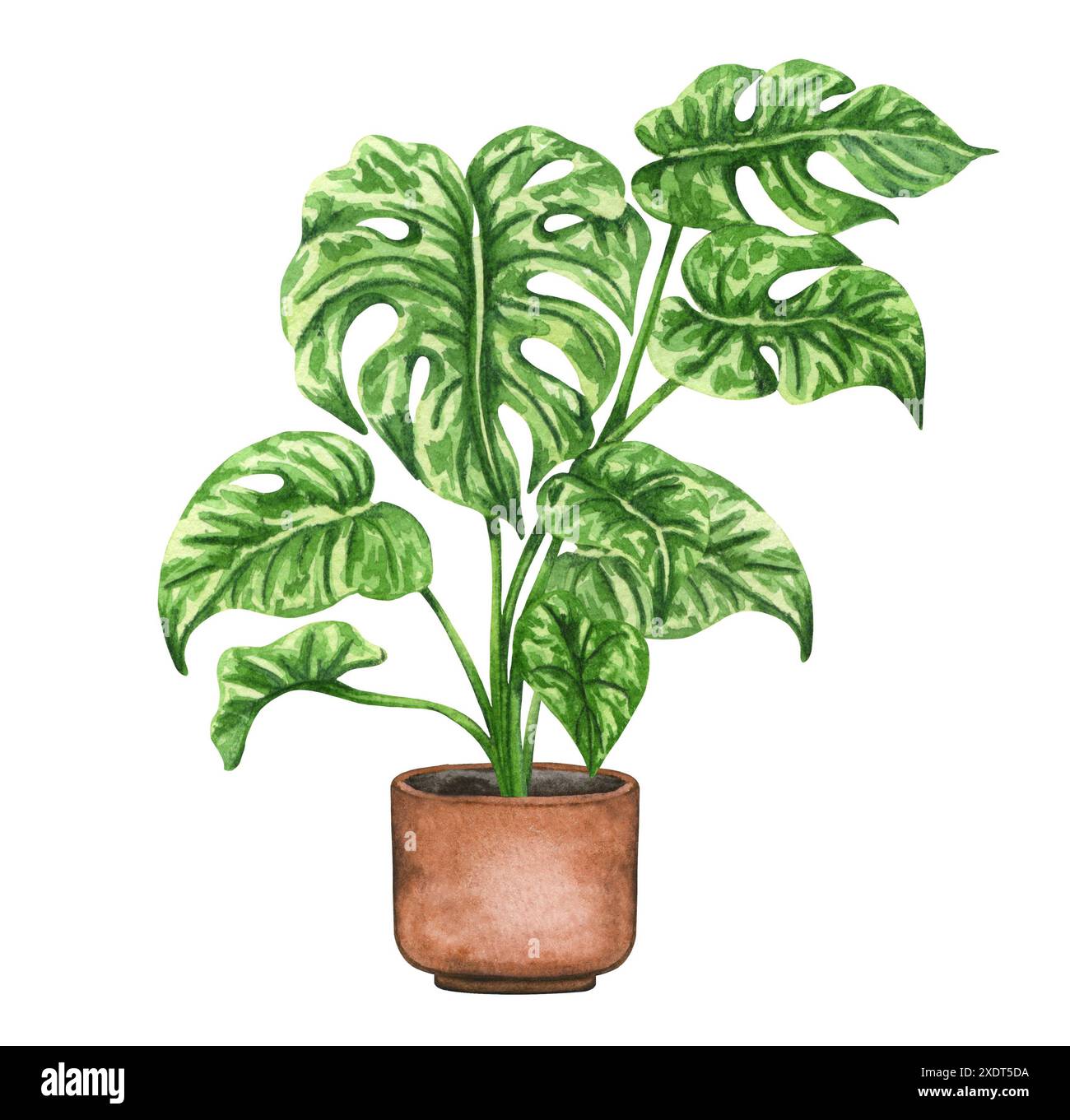 Monstera Thai Constellation. Watercolor potted plant. Houseplant  illustration on white Stock Photo - Alamy