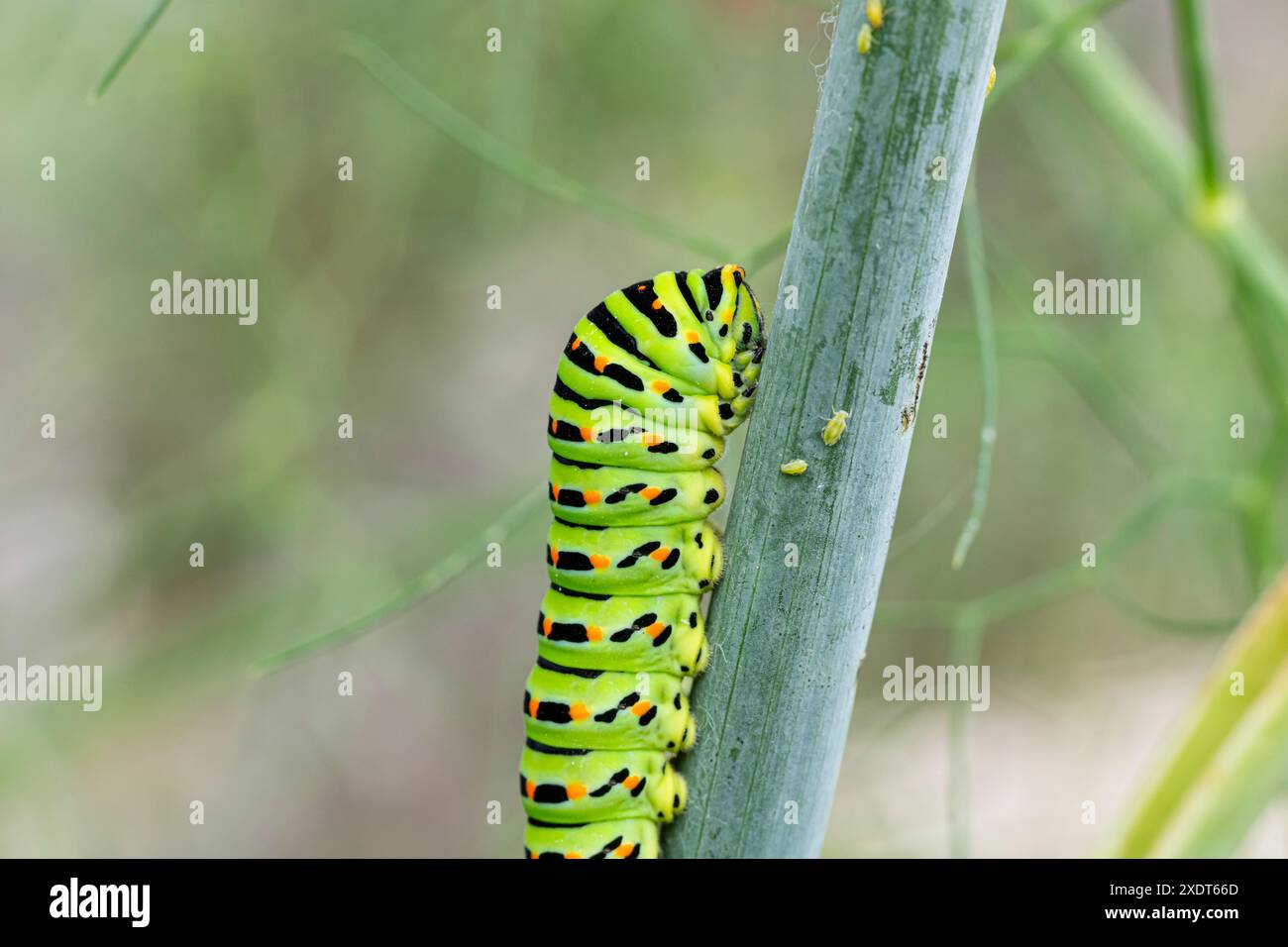Close-up of a vibrant green caterpillar with black stripes and orange ...