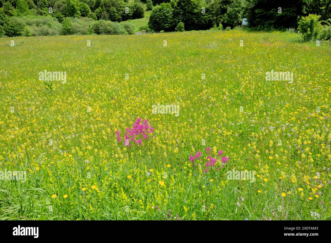 Viscaria vulgaris (clammy campion) wildflower bloom, Prokletije National Park, Accursed Mountains, Grebaje, Montenegro Stock Photo