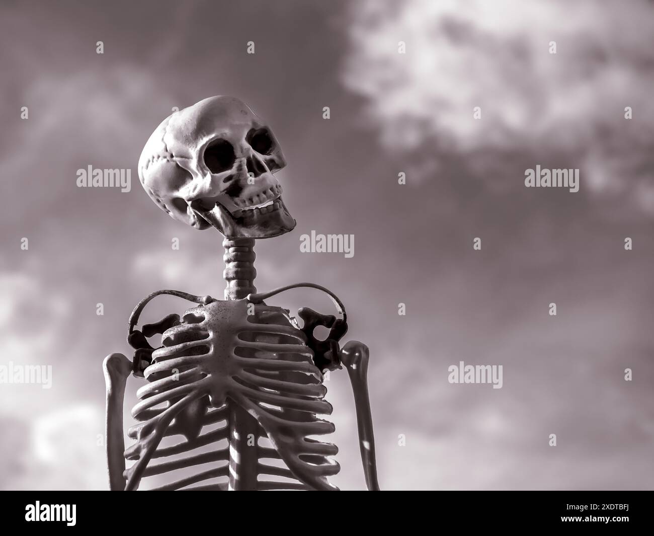 Human skull laughing skeleton hi-res stock photography and images