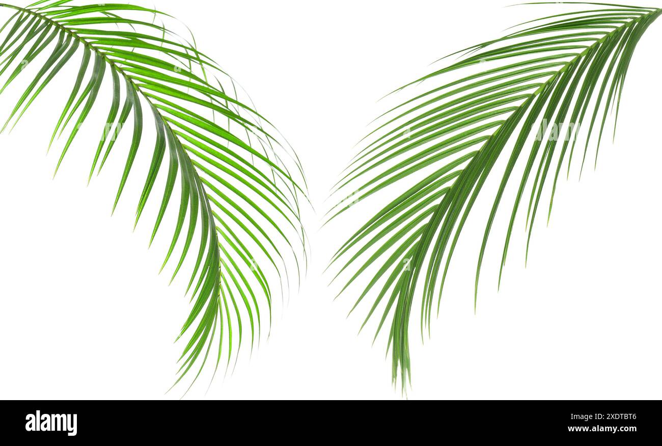 Green coconut palm leaves isolated on white, set Stock Photo