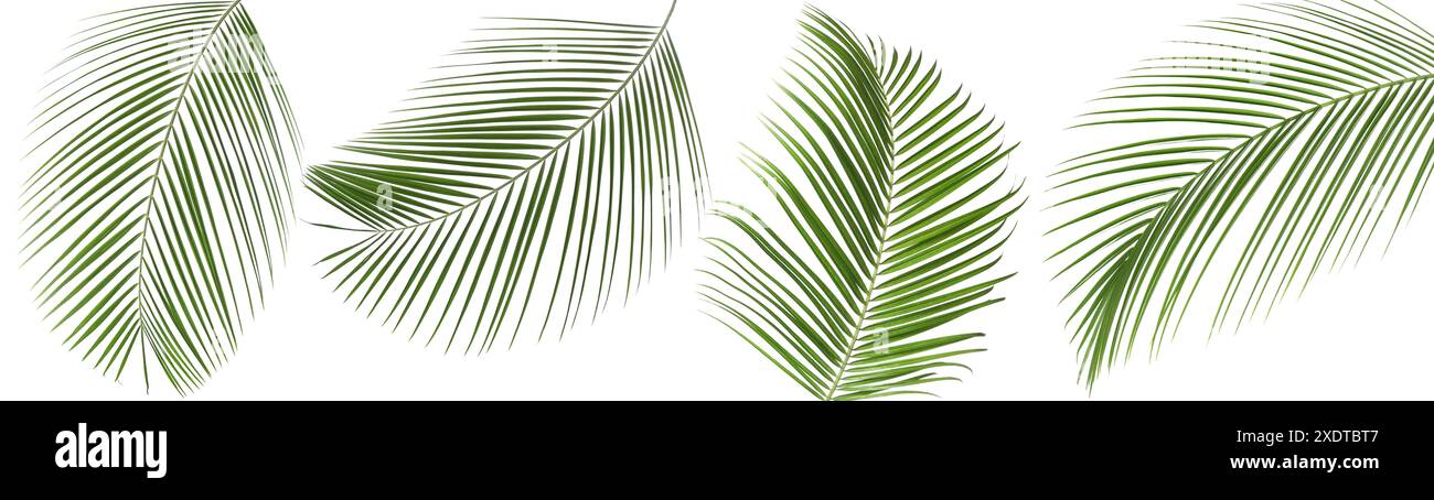 Green coconut palm leaves isolated on white, set Stock Photo