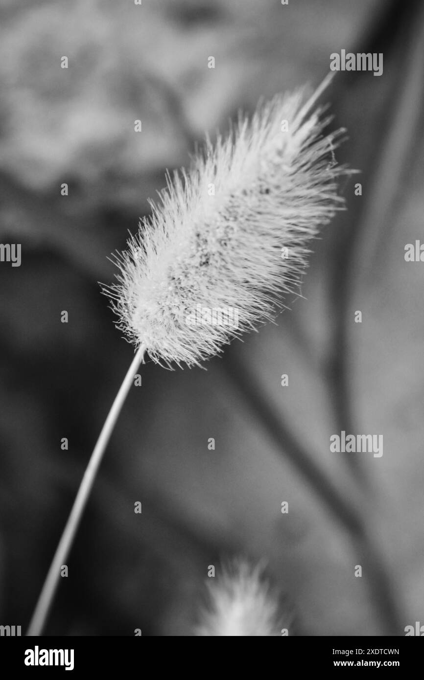 Dandelion in black white hi-res stock photography and images - Alamy