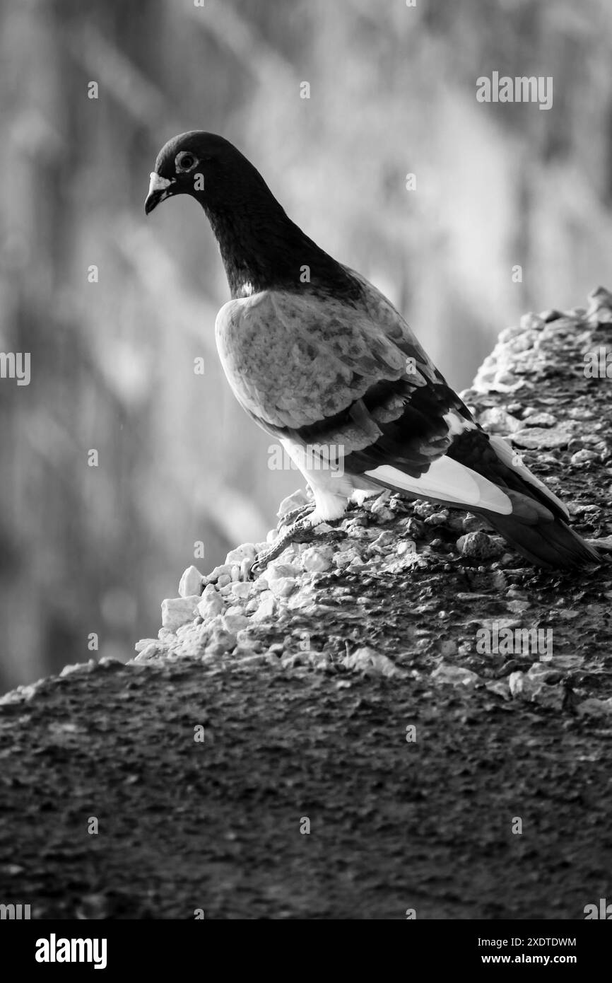 No one has stone Black and White Stock Photos & Images - Alamy