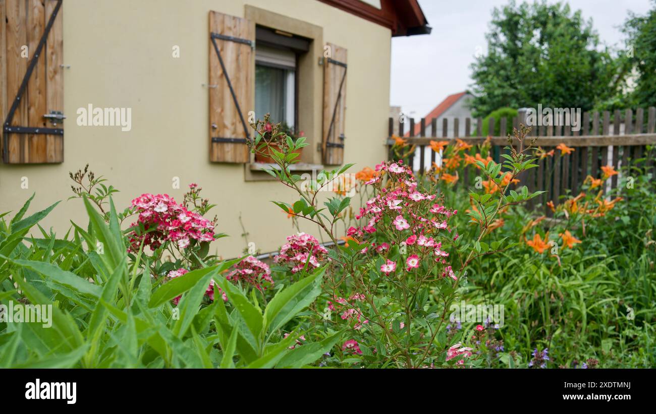 Pretty red-white roses in the front yard of an old house Stock Photo ...