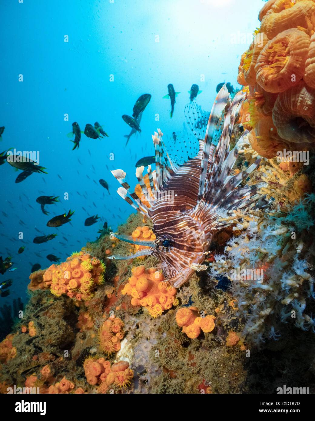 Red Lionfish, Pterois volitans, Nosy Be, Madagascar, Indian Ocean Stock Photo