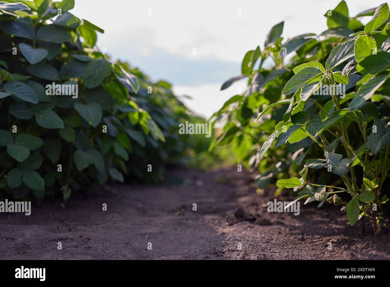 Growing pulse plants soybean hi-res stock photography and images - Alamy