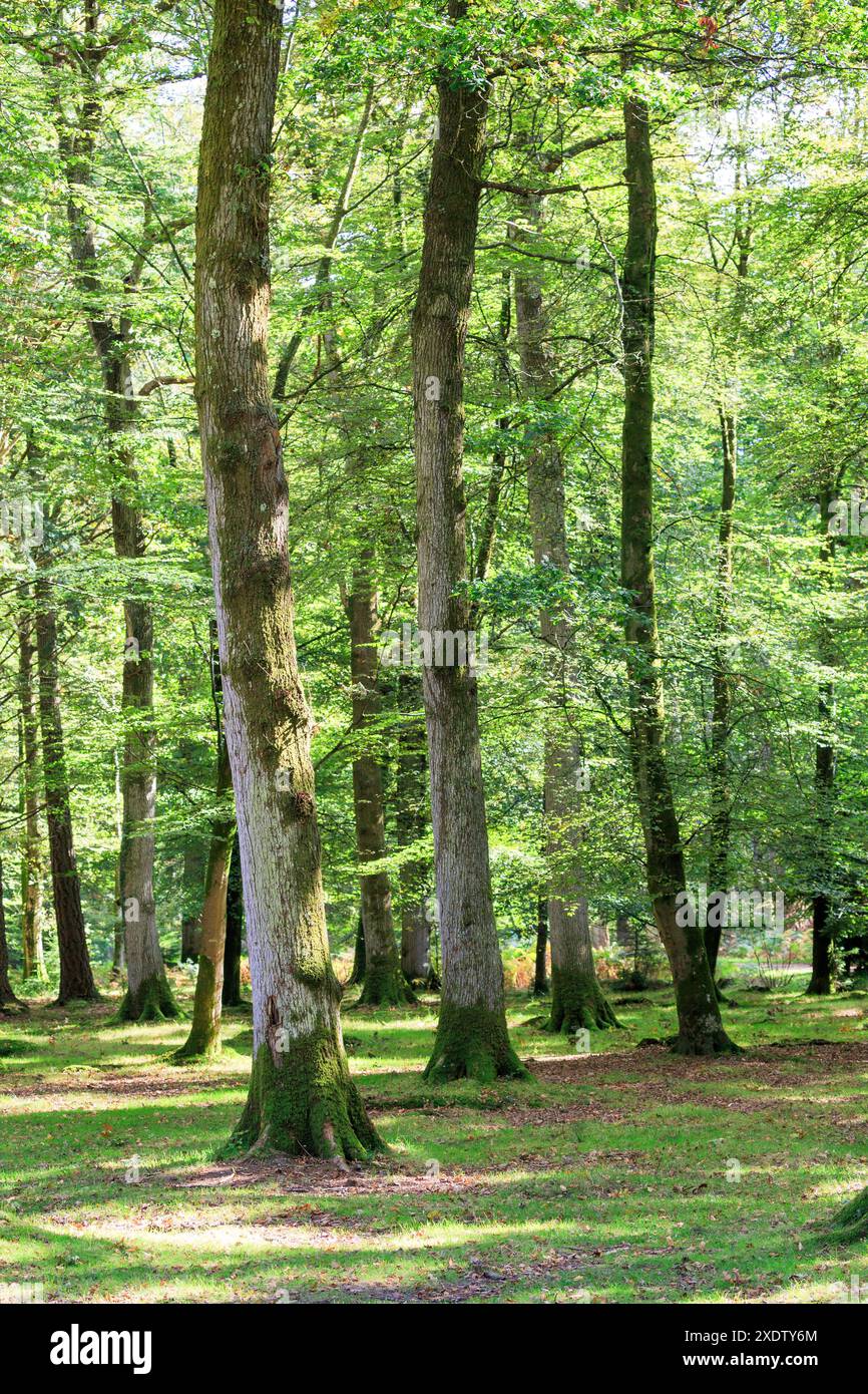 New forest england hi-res stock photography and images - Alamy