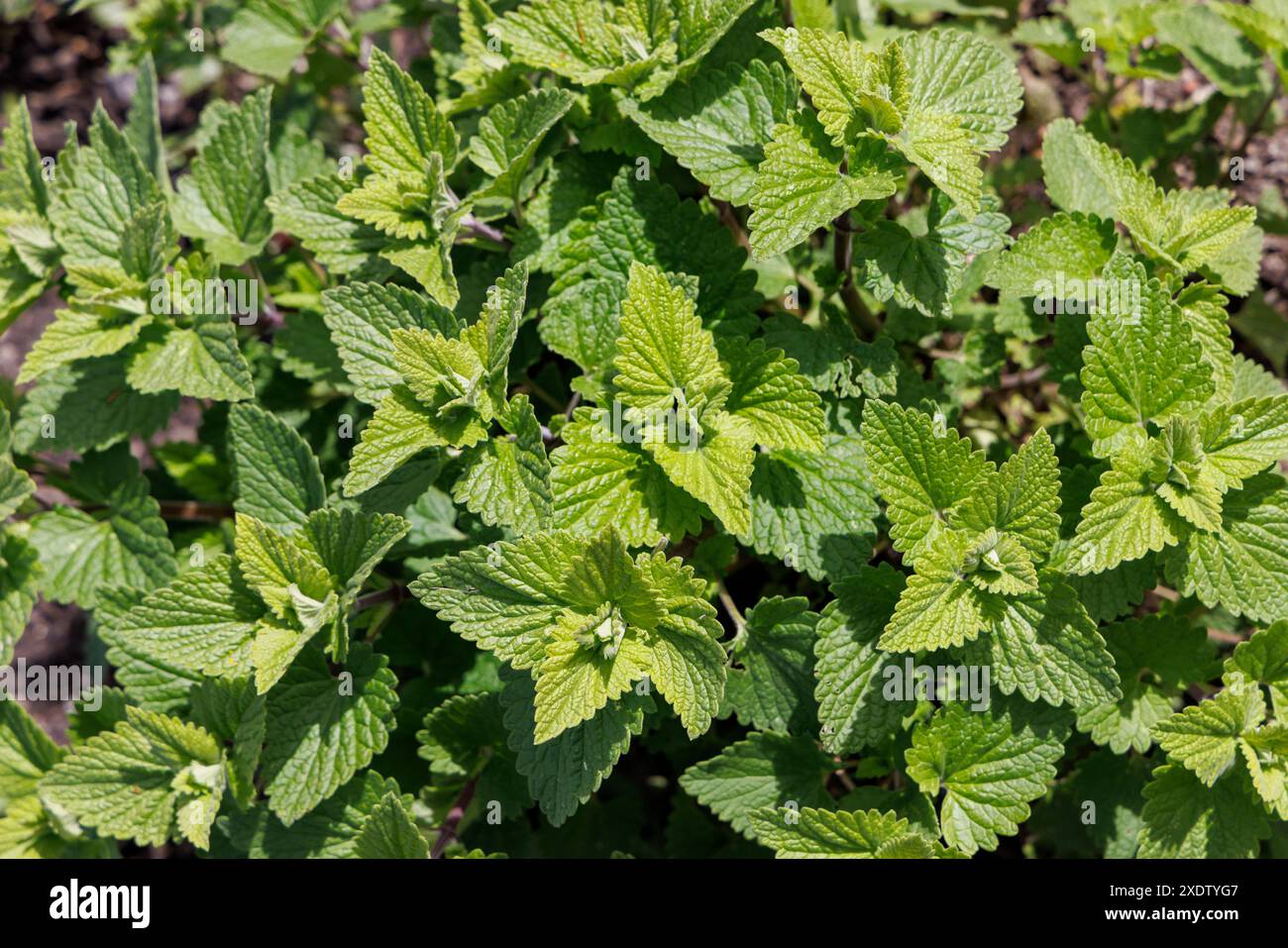 Catmint, Nepeta cataria, Cowbridge, Vale of Glamorgan, Wales, UK Stock ...