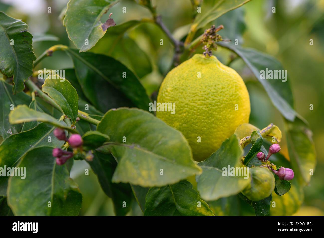 Lemon. Ripe Lemons hanging on tree. Growing Lemon 2 Stock Photo - Alamy