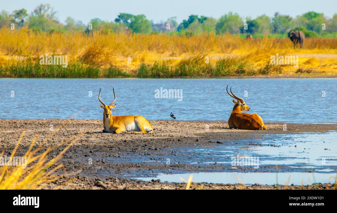 Two Lechwe Antelopes Lounging On The Muddy Banks Of A Water Body With Two Lechwe Antelopes Lounging On The Muddy Banks Of A Water Body With