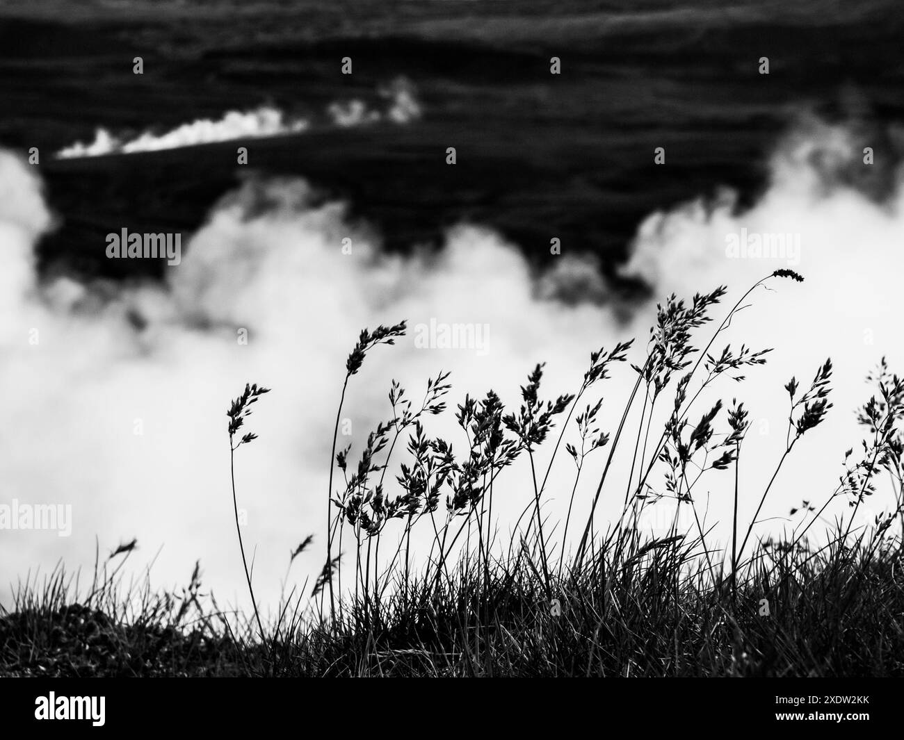 Grasses tranquility Black and White Stock Photos & Images - Alamy