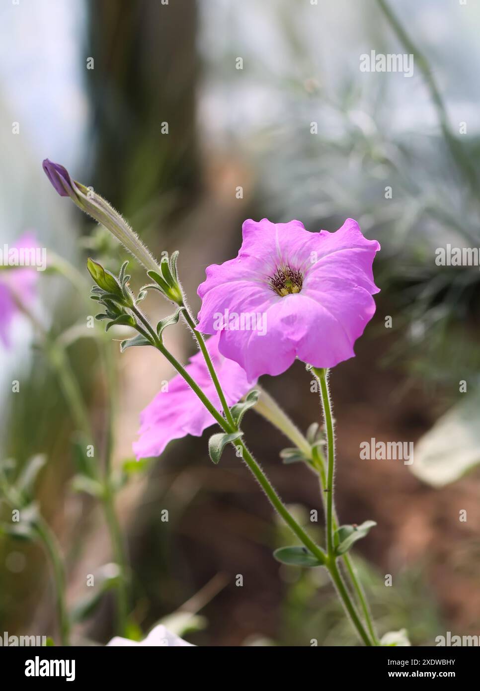 Bindweed tropical flower hi-res stock photography and images - Alamy