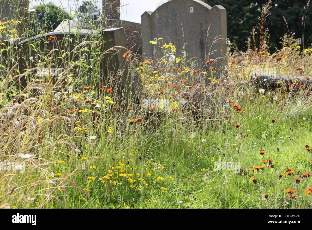 Variety Of Wildflowers Growing Between Unmowed Open Graves In Abbey 