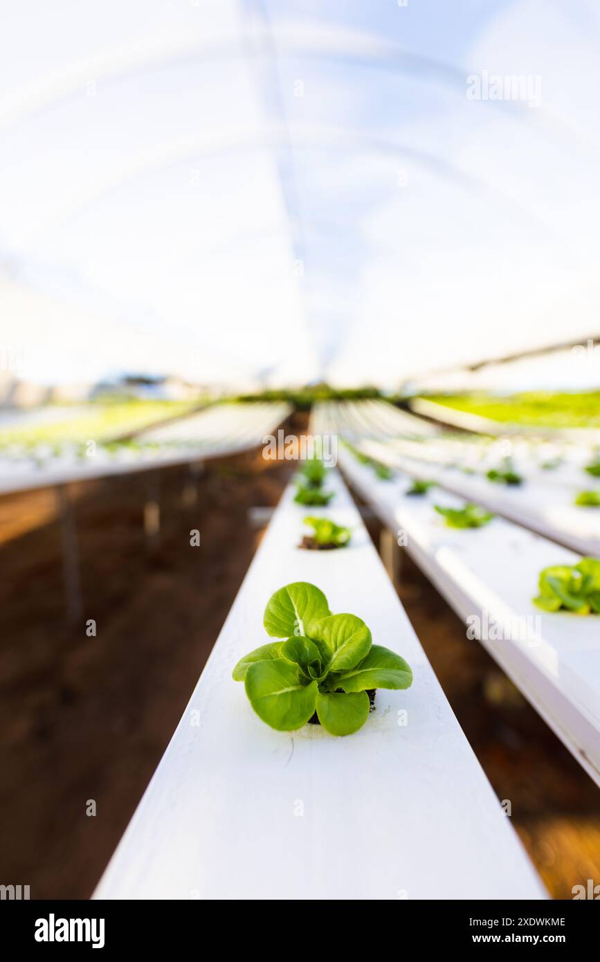 Hydroponic farm growing fresh green lettuce in modern greenhouse ...